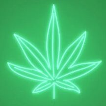 CBD   REHBERİ